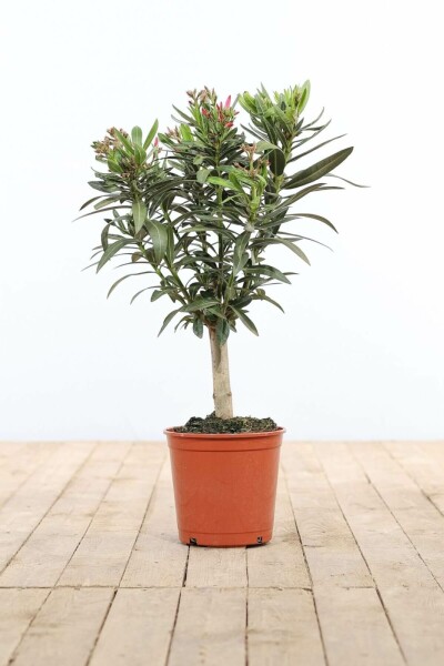 Oleander / Rosanlorbeer auf Stamm 50-60 cm