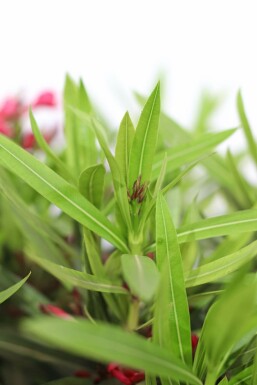 Oleander / Rosanlorbeer auf Stamm 50-60 cm