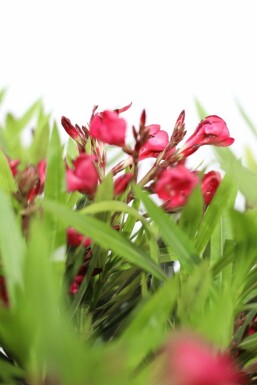 Oleander / Rosanlorbeer auf Stamm 50-60 cm