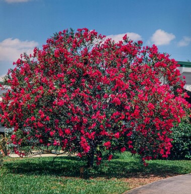 Oleander / Rosanlorbeer auf Stamm 50-60 cm