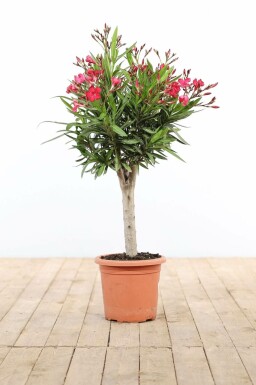 Oleander / Rosanlorbeer auf Stamm