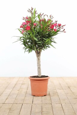 Rosanlorbeer Nerium Oleander Auf Stamm 60-70 Topf Oleander / Rosanlorbeer auf Stamm 60-70 cm