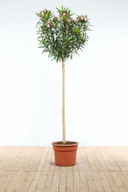Rosanlorbeer Nerium Oleander Auf Stamm 170-180 Topf Oleander / Rosanlorbeer auf Stamm 170-180 cm