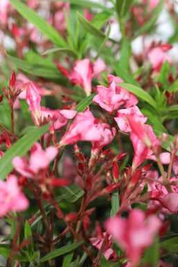 Rosanlorbeer Nerium Oleander Auf Stamm 170-180 Topf