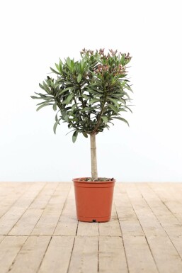 Rosanlorbeer Nerium Oleander Auf Stamm 50-60 Topf