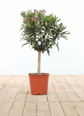 Rosanlorbeer Nerium Oleander Auf Stamm 60-70 Topf Oleander / Rosanlorbeer auf Stamm 60-70 cm