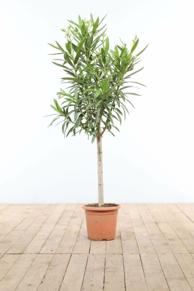 Rosanlorbeer Nerium Oleander Auf Stamm 100-120 Topf Oleander / Rosanlorbeer auf Stamm 100-120 cm