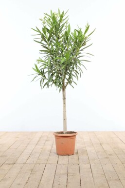 Rosanlorbeer Nerium Oleander Auf Stamm 100-120 Topf Oleander / Rosanlorbeer auf Stamm 100-120 cm