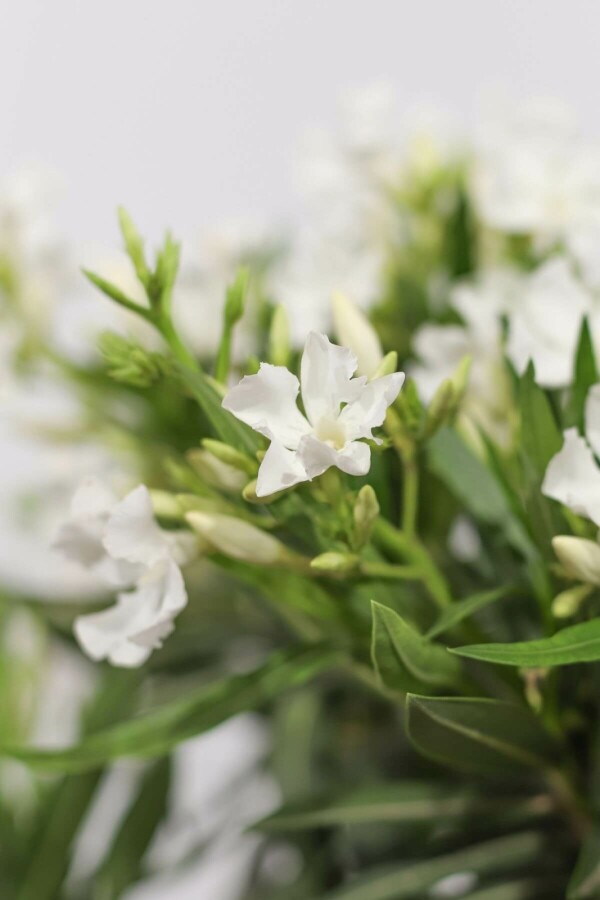Rosanlorbeer Nerium Oleander Auf Stamm 100-120 Topf Oleander / Rosanlorbeer auf Stamm 100-120 cm