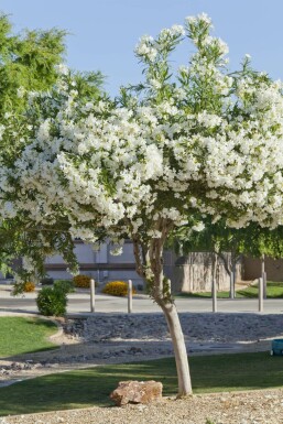 Oleander / Rosanlorbeer auf Stamm 100-120 cm