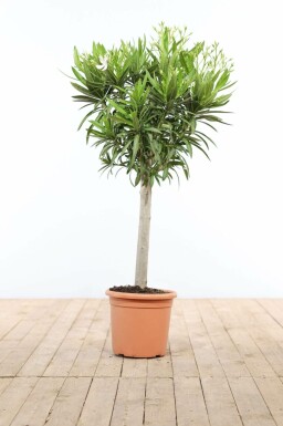 Rosanlorbeer Nerium Oleander Auf Stamm 120-130 Topf Oleander / Rosanlorbeer auf Stamm 120-130 cm