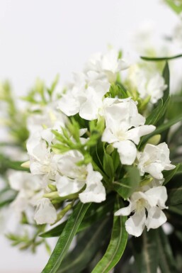Rosanlorbeer Nerium Oleander Auf Stamm 120-130 Topf Oleander / Rosanlorbeer auf Stamm 120-130 cm