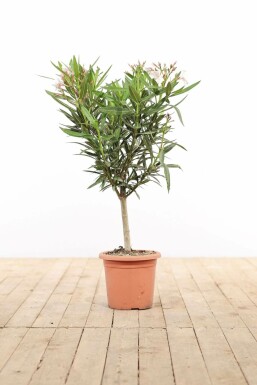 Rosanlorbeer Nerium Oleander Auf Stamm 50-60 Topf Oleander / Rosanlorbeer auf Stamm 50-60 cm