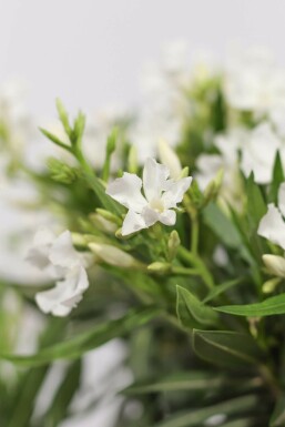 Rosanlorbeer Nerium Oleander Auf Stamm 50-60 Topf