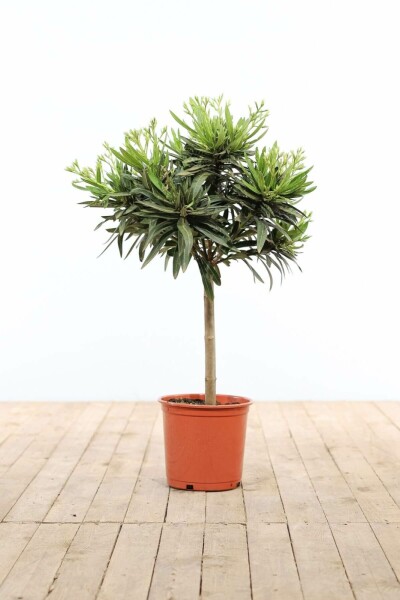 Oleander / Rosanlorbeer auf Stamm 60-70 cm