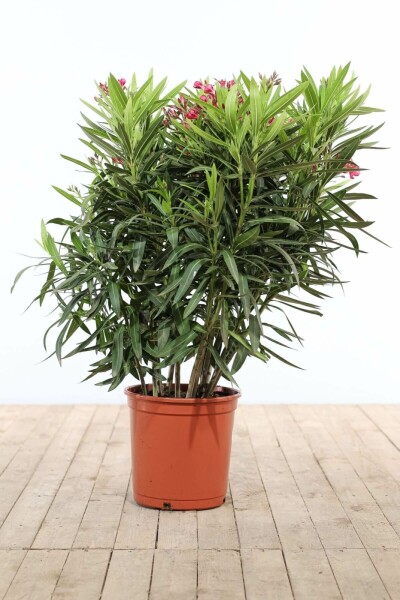 Rosanlorbeer Nerium Oleander Strauch 100-120 Topf Oleander / Rosanlorbeer Strauch 100-120 cm