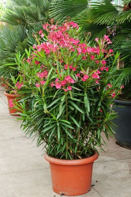 Rosanlorbeer Nerium Oleander Strauch 100-120 Topf Oleander / Rosanlorbeer Strauch 100-120 cm