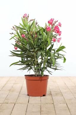 Rosanlorbeer Nerium Oleander Strauch 50-60 Topf