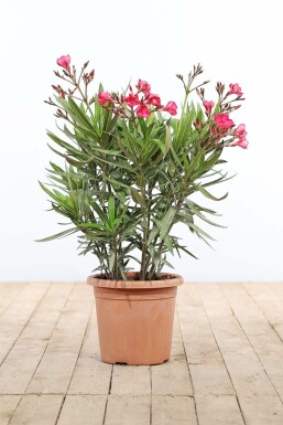 Rosanlorbeer Nerium Oleander Strauch 70-80 Topf Oleander / Rosanlorbeer Strauch 70-80 cm