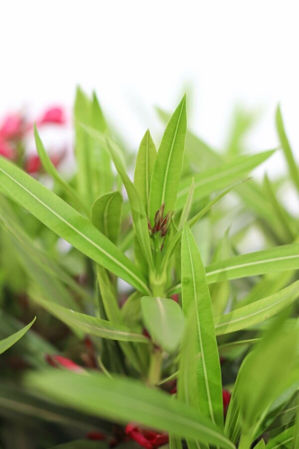 Rosanlorbeer Nerium Oleander Strauch 70-80 Topf Oleander / Rosanlorbeer Strauch 70-80 cm