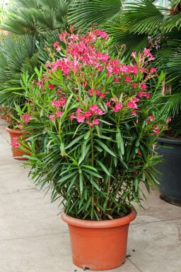 Rosanlorbeer Nerium Oleander Strauch 70-80 Topf