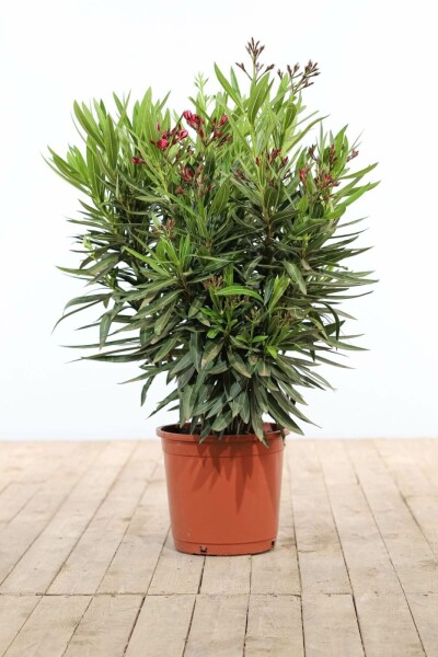 Rosanlorbeer Nerium Oleander Strauch 70-80 Topf Oleander / Rosanlorbeer Strauch 70-80 cm