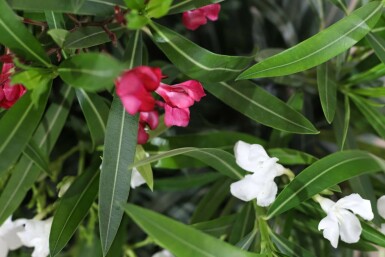 Rosanlorbeer Nerium Oleander Strauch 70-80 Topf Oleander / Rosanlorbeer Strauch 70-80 cm