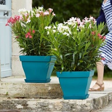 Rosanlorbeer Nerium Oleander Strauch 70-80 Topf Oleander / Rosanlorbeer Strauch 70-80 cm