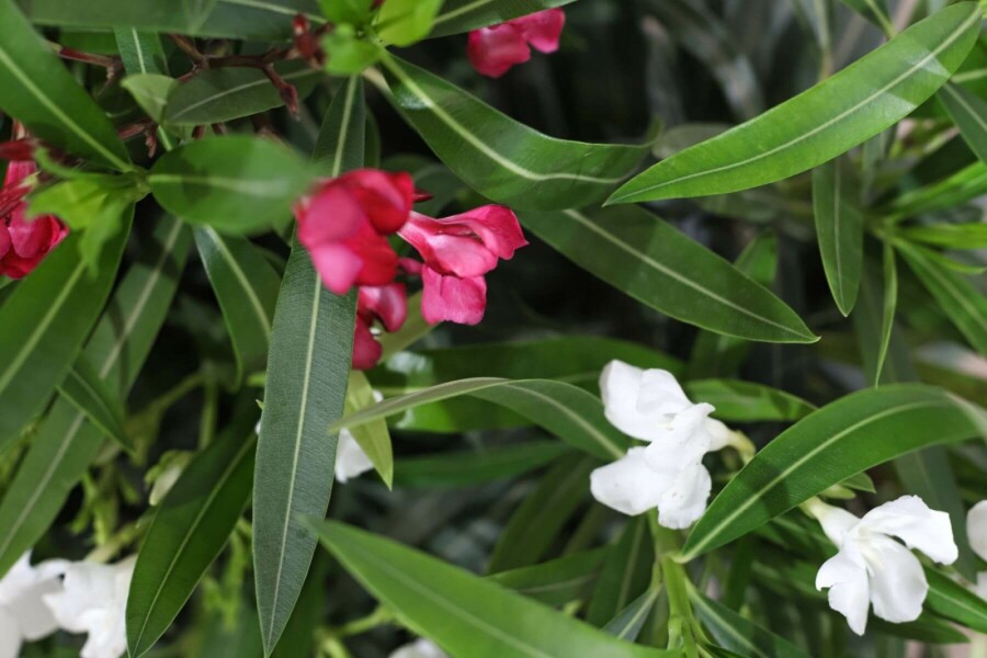 Rosanlorbeer Nerium Oleander Strauch 80-100 Topf Oleander / Rosanlorbeer Strauch 80-100 cm