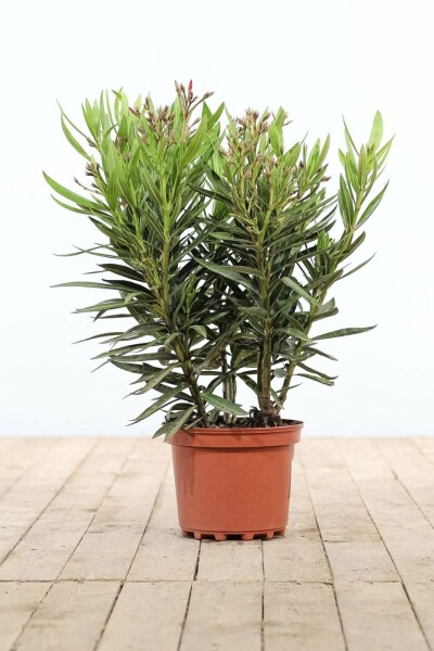 Rosanlorbeer Nerium Oleander Strauch 50-60 Topf Oleander / Rosanlorbeer Strauch 50-60 cm