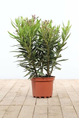Rosanlorbeer Nerium Oleander Strauch 50-60 Topf Oleander / Rosanlorbeer Strauch 50-60 cm