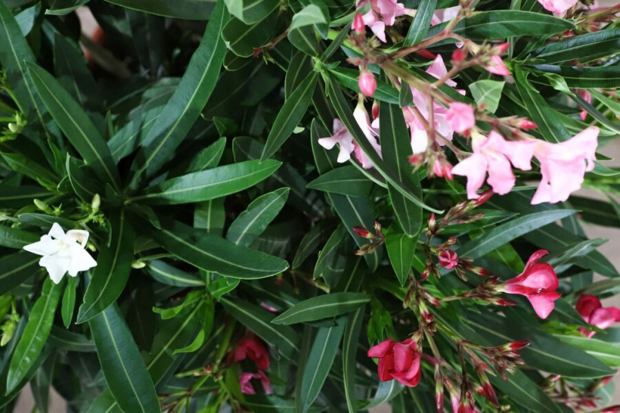 Rosanlorbeer Nerium Oleander Strauch 100-120 Topf Oleander / Rosanlorbeer Strauch 100-120 cm