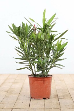 Rosanlorbeer Nerium Oleander Strauch 50-60 Topf Oleander / Rosanlorbeer Strauch 50-60 cm