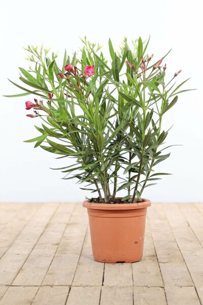 Oleander / Rosanlorbeer Strauch 70-80 cm