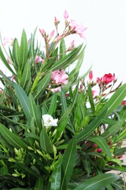 Rosanlorbeer Nerium Oleander Strauch 70-80 Topf Oleander / Rosanlorbeer Strauch 70-80 cm