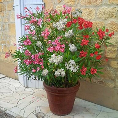 Rosanlorbeer Nerium Oleander Strauch 70-80 Topf Oleander / Rosanlorbeer Strauch 70-80 cm