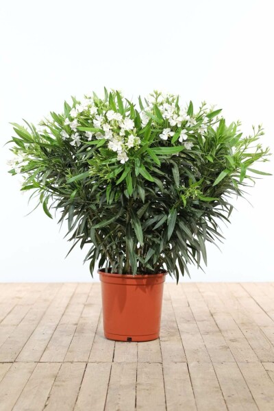 Rosanlorbeer Nerium Oleander Strauch 100-120 Topf Oleander / Rosanlorbeer Strauch 100-120 cm