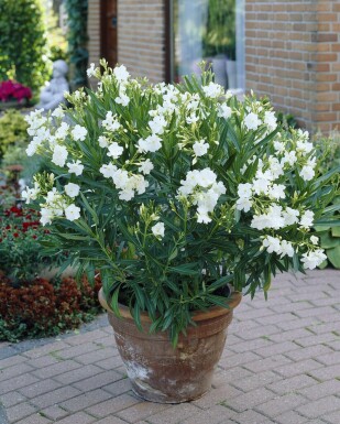 Rosanlorbeer Nerium Oleander Strauch 100-120 Topf Oleander / Rosanlorbeer Strauch 100-120 cm
