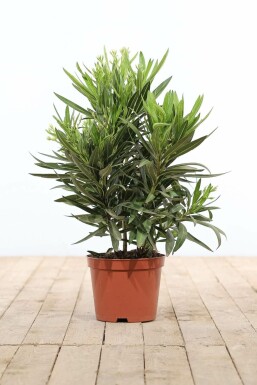 Oleander / Rosanlorbeer Strauch