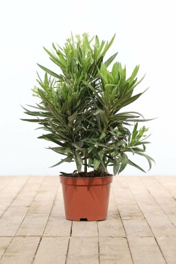 Rosanlorbeer Nerium Oleander Strauch 50-60 Topf Oleander / Rosanlorbeer Strauch 50-60 cm