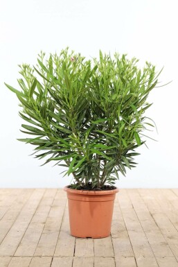 Oleander / Rosanlorbeer Strauch