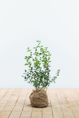 Duftblüte / Osmanthus Burkwoodii 30-40 cm