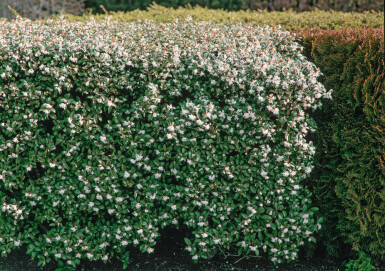 Duftblüte Osmanthus burkwoodii Hecke 30-40 Topf