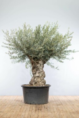 Olivenbaum Olea Europea Bonsai 100-120 200-225 Topf Olivenbaum / Olea Europaea bonsai 200-225 cm