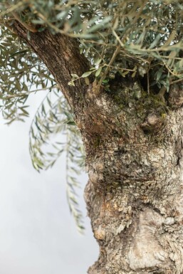 Olivenbaum Olea Europea Bonsai 100-120 200-225 Topf