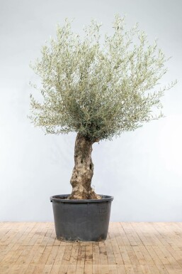 Olivenbaum / Olea Europaea bonsai