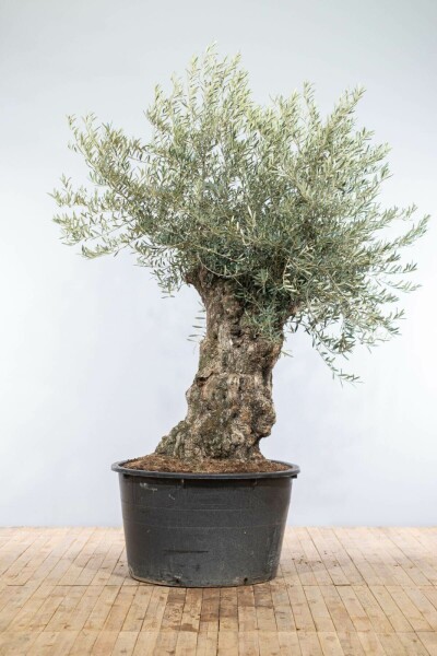 Olivenbaum Olea Europea Bonsai 80-100 200-225 Topf Olivenbaum / Olea Europaea bonsai 200-225 cm
