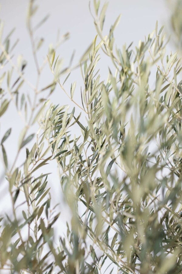 Olivenbaum Olea Europea Bonsai 80-100 200-225 Topf Olivenbaum / Olea Europaea bonsai 200-225 cm