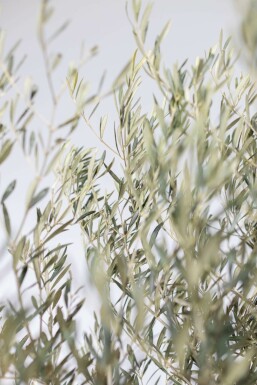 Olivenbaum Olea Europea Bonsai 80-100 200-225 Topf Olivenbaum / Olea Europaea bonsai 200-225 cm