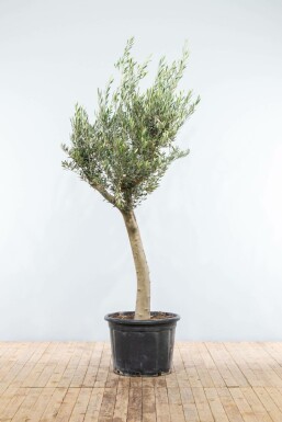 Olivenbaum / Olea Europaea Knorrig verzweigt